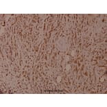 Anti-Shc (phospho-Y349) Antibody from Bioworld Technology (BS4250) - Antibodies.com