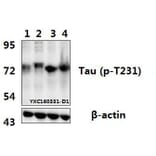 Anti-Tau (phospho-T231) Antibody from Bioworld Technology (BS4252) - Antibodies.com