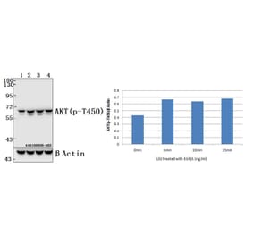 Anti-AKT (phospho-T450) Antibody from Bioworld Technology (BS4255) - Antibodies.com