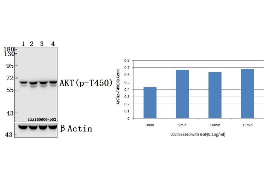 Anti-AKT (phospho-T450) Antibody from Bioworld Technology (BS4255) - Antibodies.com