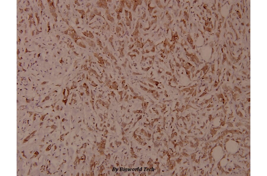 Anti-Integrin β1 (phospho-T788) Antibody from Bioworld Technology (BS4256) - Antibodies.com