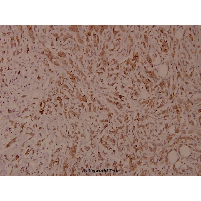 Anti-Integrin β1 (phospho-T788) Antibody from Bioworld Technology (BS4256) - Antibodies.com