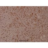 Anti-Integrin β1 (phospho-T788) Antibody from Bioworld Technology (BS4256) - Antibodies.com