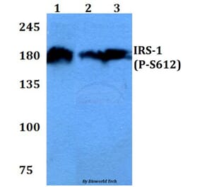 Anti-IRS-1 (phospho-S612) Antibody from Bioworld Technology (BS4257) - Antibodies.com