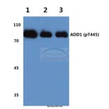 Anti-Adducin α (phospho-T445) Antibody from Bioworld Technology (BS4258) - Antibodies.com
