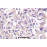 Anti-Adducin α (phospho-T445) Antibody from Bioworld Technology (BS4258) - Antibodies.com