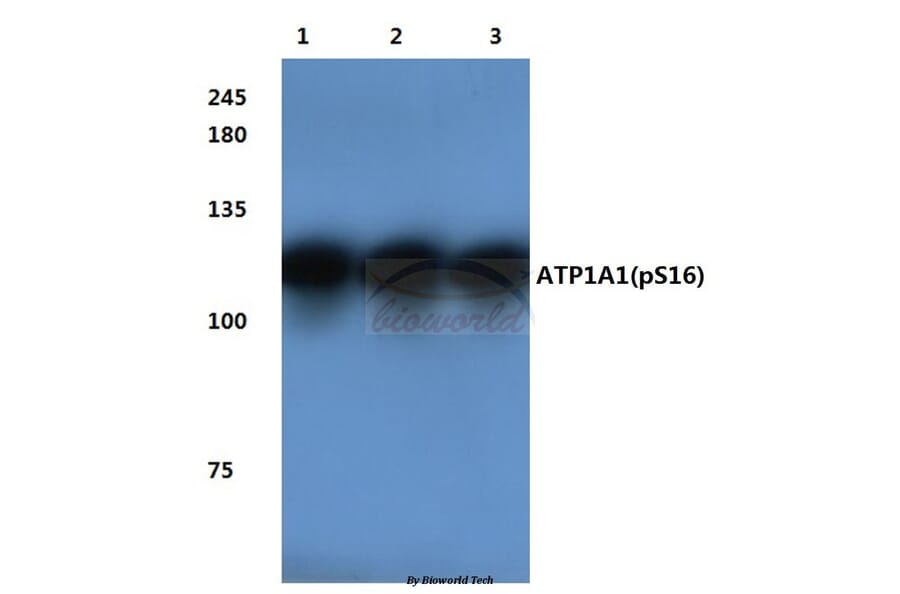 Anti-Na+/K+-ATPase α1 Antibody from Bioworld Technology (BS4259) - Antibodies.com