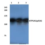 Anti-Na+/K+-ATPase α1 Antibody from Bioworld Technology (BS4259) - Antibodies.com