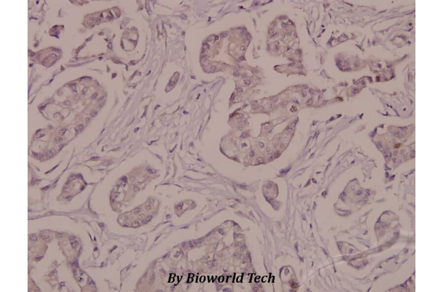 Anti-Na+/K+-ATPase α1 Antibody from Bioworld Technology (BS4259) - Antibodies.com