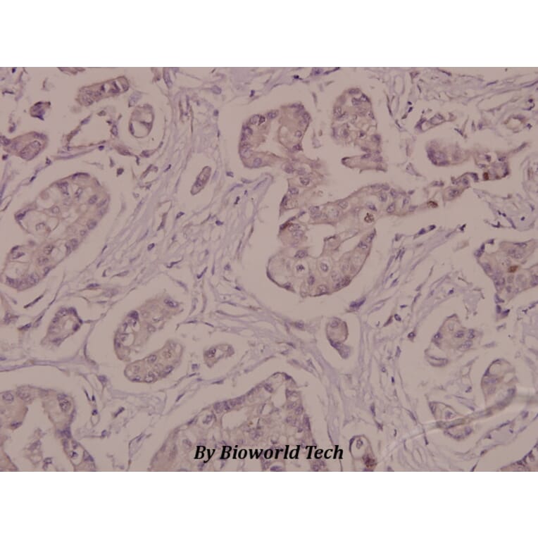 Anti-Na+/K+-ATPase α1 Antibody from Bioworld Technology (BS4259) - Antibodies.com
