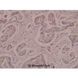 Anti-Na+/K+-ATPase α1 Antibody from Bioworld Technology (BS4259) - Antibodies.com