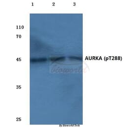 Anti-AURKA (phospho-T288) Antibody from Bioworld Technology (BS4260) - Antibodies.com