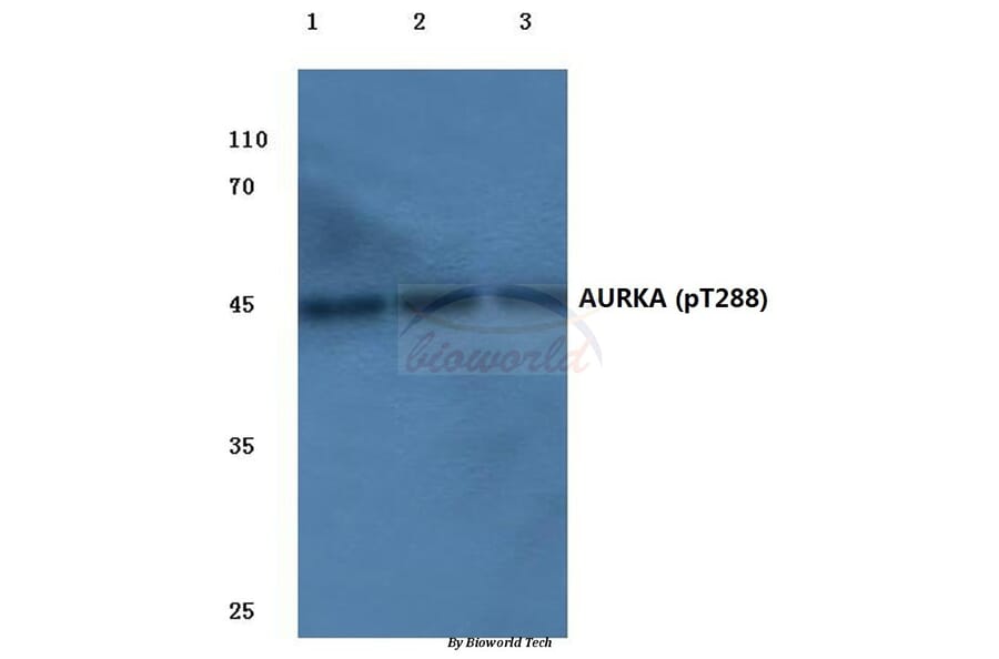 Anti-AURKA (phospho-T288) Antibody from Bioworld Technology (BS4260) - Antibodies.com