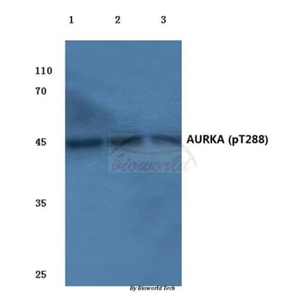 Anti-AURKA (phospho-T288) Antibody from Bioworld Technology (BS4260) - Antibodies.com