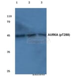 Anti-AURKA (phospho-T288) Antibody from Bioworld Technology (BS4260) - Antibodies.com
