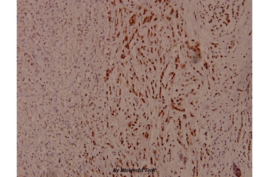 Anti-AURKA (phospho-T288) Antibody from Bioworld Technology (BS4260) - Antibodies.com
