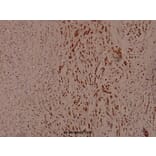 Anti-AURKA (phospho-T288) Antibody from Bioworld Technology (BS4260) - Antibodies.com