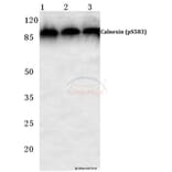 Anti-Calnexin (phospho-S583) Antibody from Bioworld Technology (BS4262) - Antibodies.com