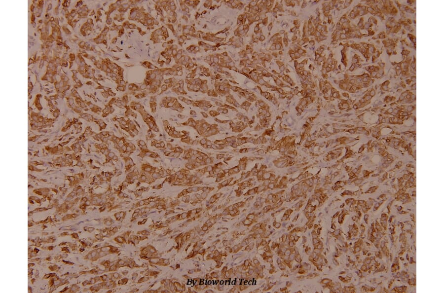Anti-Calnexin (phospho-S583) Antibody from Bioworld Technology (BS4262) - Antibodies.com