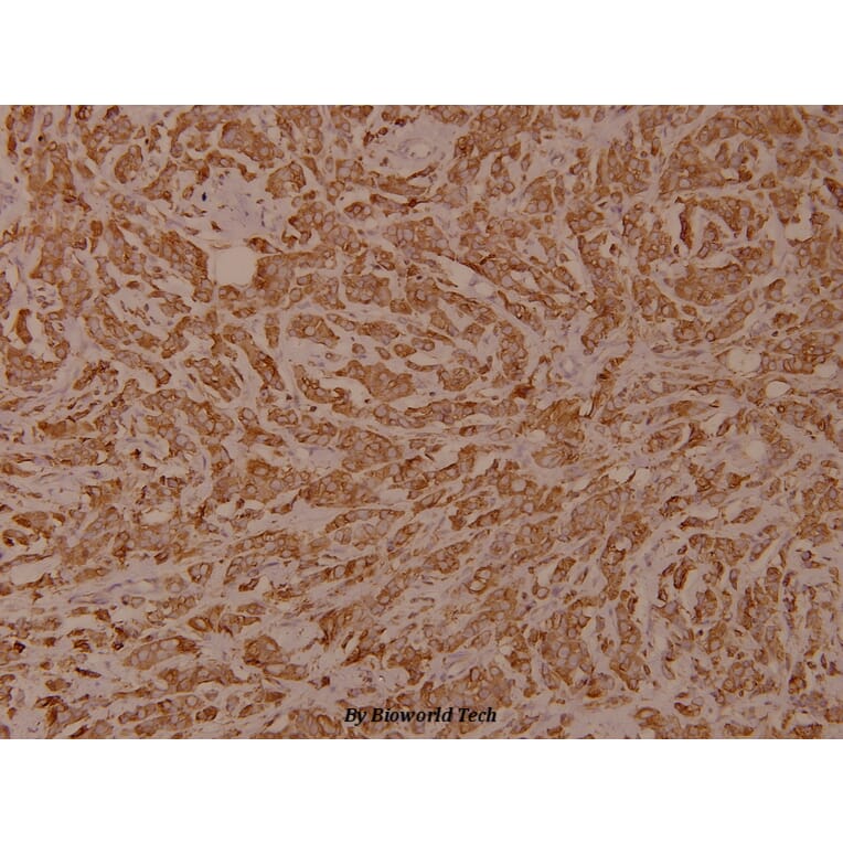 Anti-Calnexin (phospho-S583) Antibody from Bioworld Technology (BS4262) - Antibodies.com
