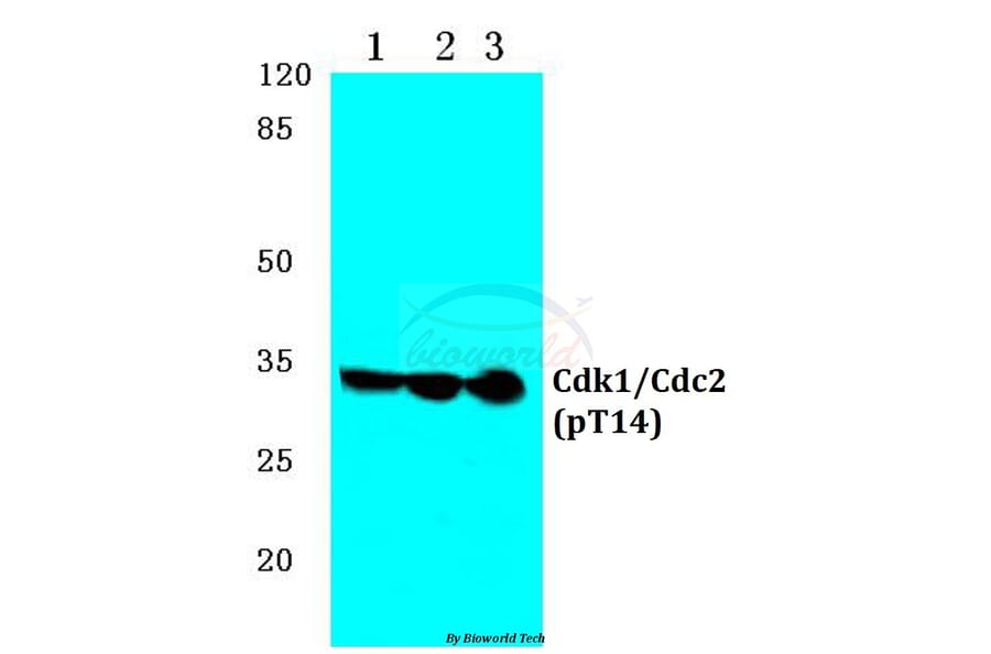Anti-Cdk1/Cdc2 (phospho-T14) Antibody from Bioworld Technology (BS4265) - Antibodies.com