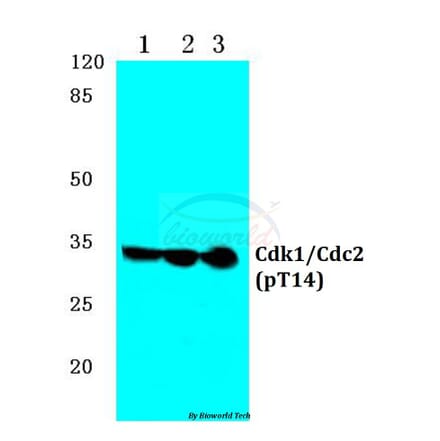 Anti-Cdk1/Cdc2 (phospho-T14) Antibody from Bioworld Technology (BS4265) - Antibodies.com