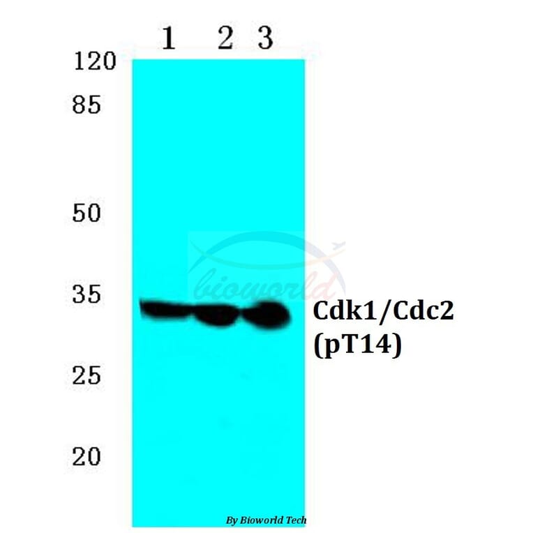 Anti-Cdk1/Cdc2 (phospho-T14) Antibody from Bioworld Technology (BS4265) - Antibodies.com