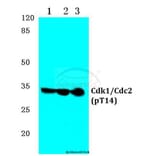 Anti-Cdk1/Cdc2 (phospho-T14) Antibody from Bioworld Technology (BS4265) - Antibodies.com