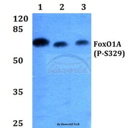 Anti-FKHR/FoxO1 (phospho-S329) Antibody from Bioworld Technology (BS4267) - Antibodies.com