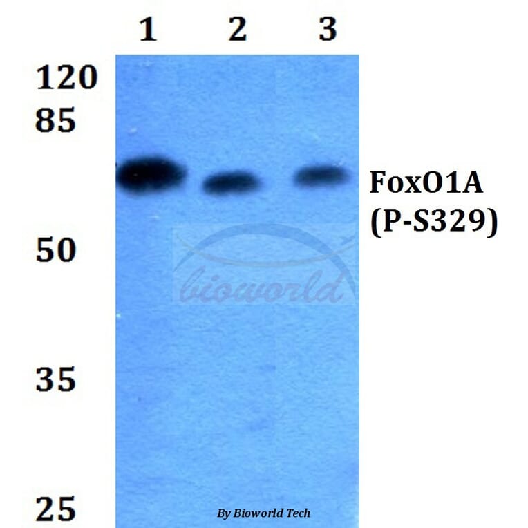 Anti-FKHR/FoxO1 (phospho-S329) Antibody from Bioworld Technology (BS4267) - Antibodies.com
