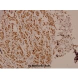 Anti-FKHR/FoxO1 (phospho-S329) Antibody from Bioworld Technology (BS4267) - Antibodies.com