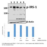 Anti-IRS-1 (phospho-S323) Antibody from Bioworld Technology (BS4271) - Antibodies.com