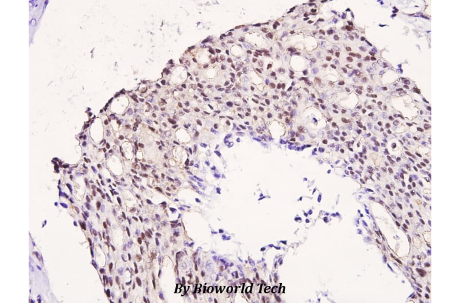 Anti-IRS-1 (phospho-S323) Antibody from Bioworld Technology (BS4271) - Antibodies.com