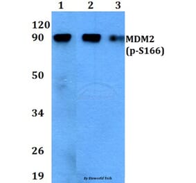 Anti-MDM2 (phospho-S166) Antibody from Bioworld Technology (BS4273) - Antibodies.com