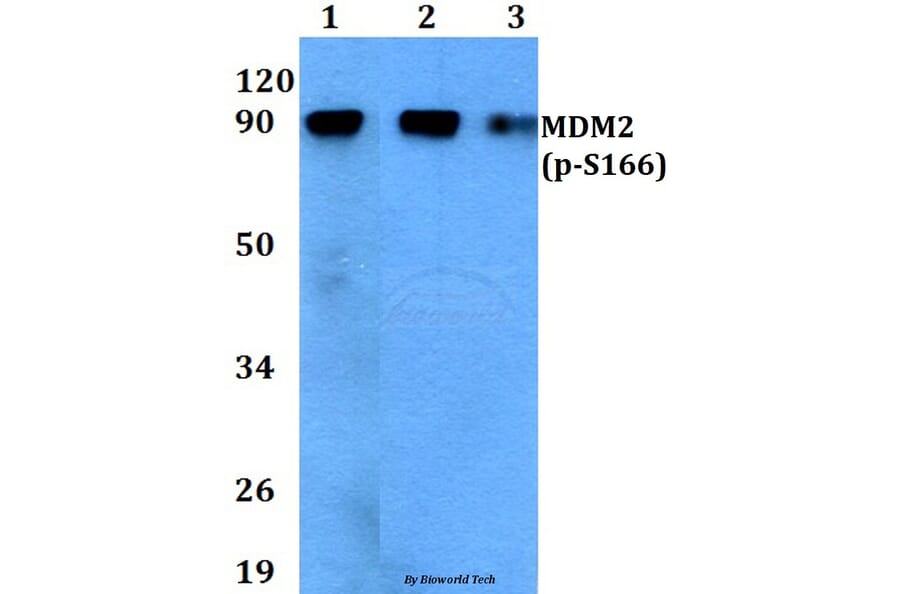 Anti-MDM2 (phospho-S166) Antibody from Bioworld Technology (BS4273) - Antibodies.com