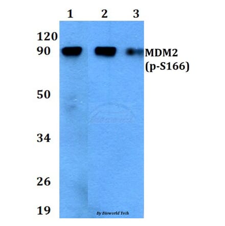 Anti-MDM2 (phospho-S166) Antibody from Bioworld Technology (BS4273) - Antibodies.com