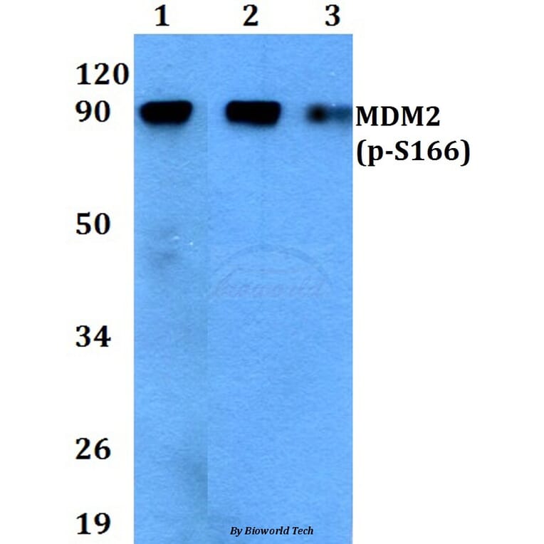 Anti-MDM2 (phospho-S166) Antibody from Bioworld Technology (BS4273) - Antibodies.com