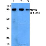 Anti-MDM2 (phospho-S166) Antibody from Bioworld Technology (BS4273) - Antibodies.com