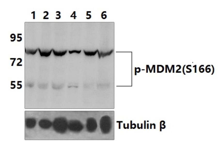 Anti-MDM2 (phospho-S166) Antibody from Bioworld Technology (BS4273) - Antibodies.com