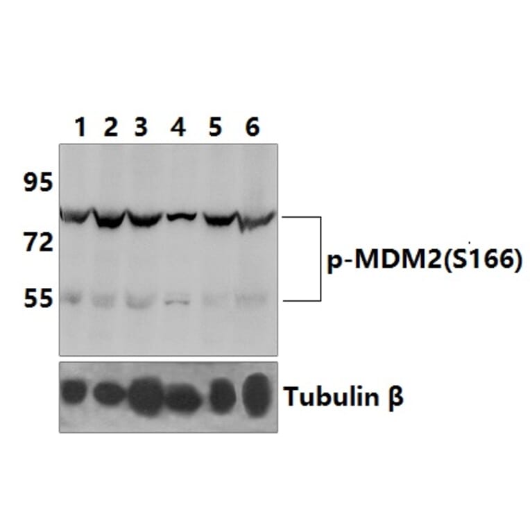 Anti-MDM2 (phospho-S166) Antibody from Bioworld Technology (BS4273) - Antibodies.com