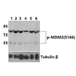 Anti-MDM2 (phospho-S166) Antibody from Bioworld Technology (BS4273) - Antibodies.com
