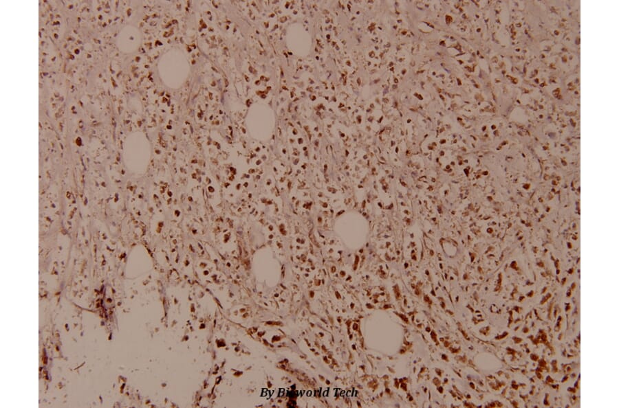 Anti-MDM2 (phospho-S166) Antibody from Bioworld Technology (BS4273) - Antibodies.com