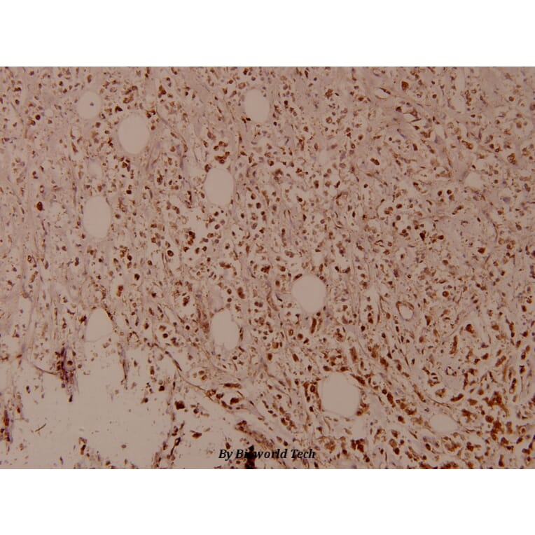 Anti-MDM2 (phospho-S166) Antibody from Bioworld Technology (BS4273) - Antibodies.com