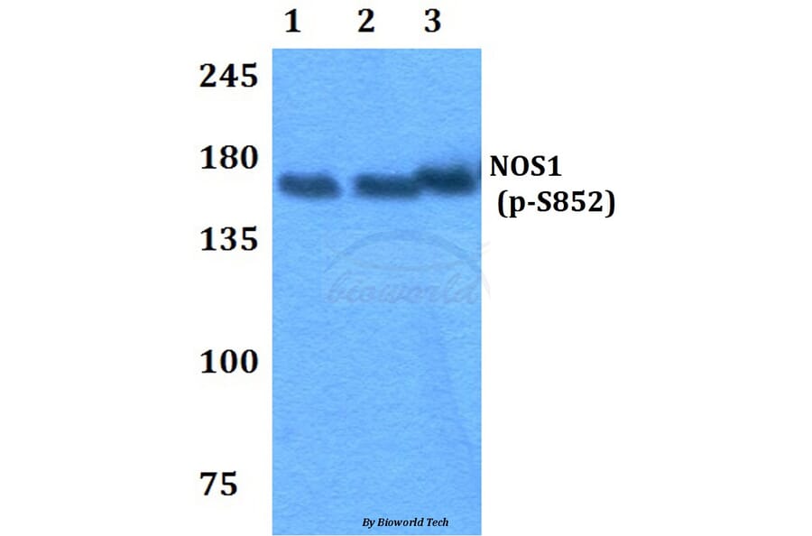 Anti-NOS1 (phospho-S852) Antibody from Bioworld Technology (BS4274) - Antibodies.com