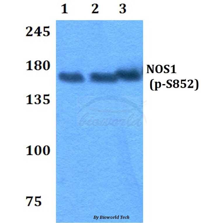 Anti-NOS1 (phospho-S852) Antibody from Bioworld Technology (BS4274) - Antibodies.com