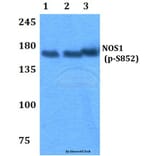 Anti-NOS1 (phospho-S852) Antibody from Bioworld Technology (BS4274) - Antibodies.com