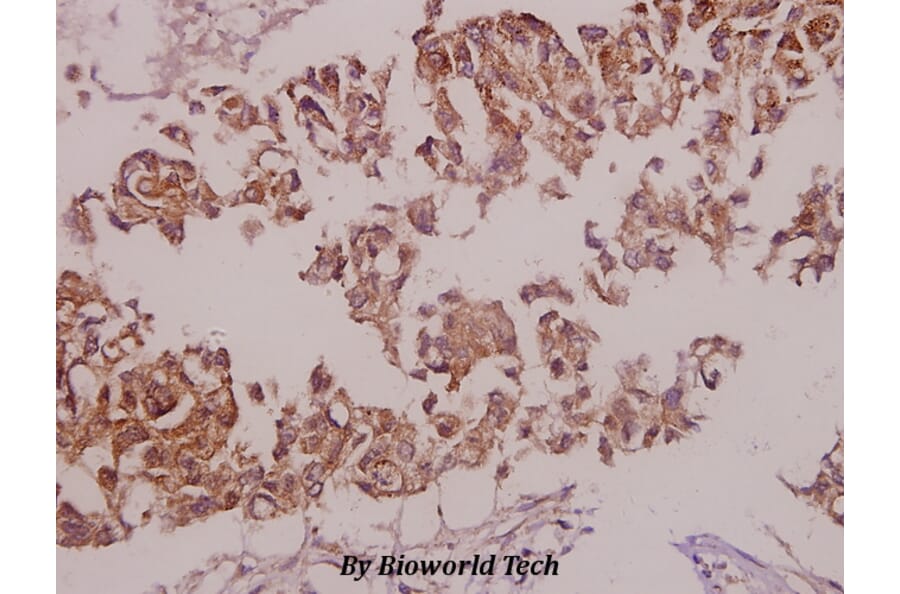 Anti-NOS1 (phospho-S852) Antibody from Bioworld Technology (BS4274) - Antibodies.com