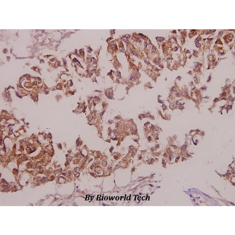 Anti-NOS1 (phospho-S852) Antibody from Bioworld Technology (BS4274) - Antibodies.com