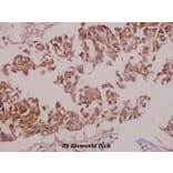 Anti-NOS1 (phospho-S852) Antibody from Bioworld Technology (BS4274) - Antibodies.com