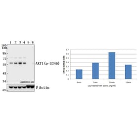 Anti-AKT1 (phospho-S246) Antibody from Bioworld Technology (BS4286) - Antibodies.com